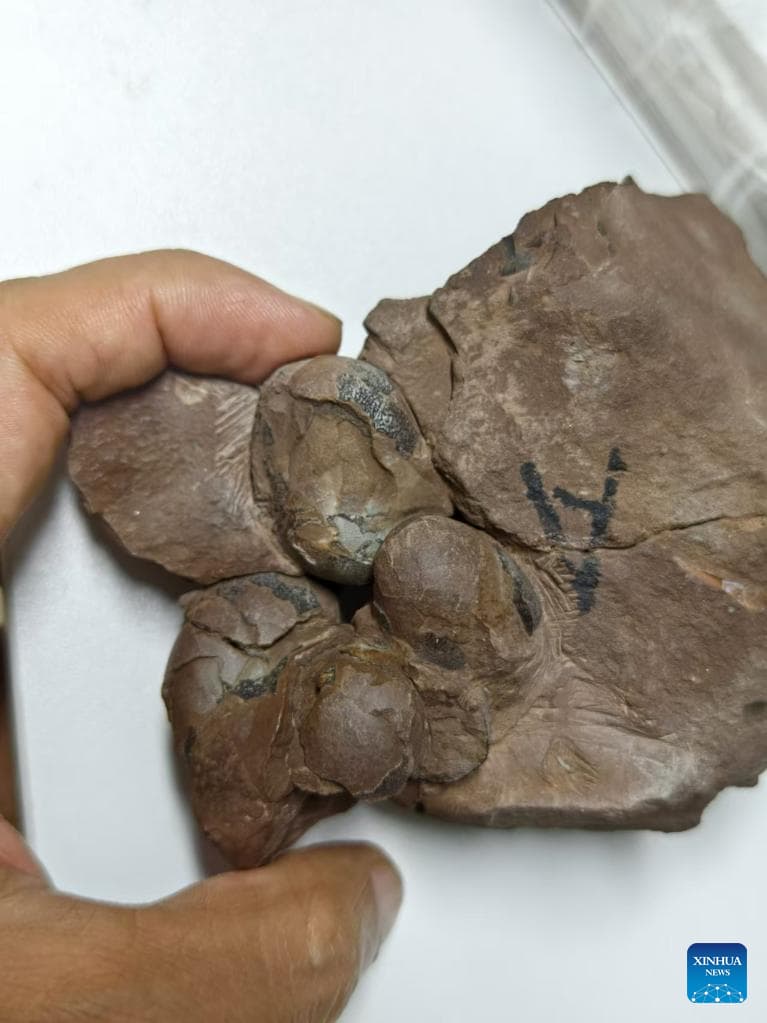 Smallest Dinosaur Egg Ever Discovered Found in China, Revealing New Insights into Prehistoric Life