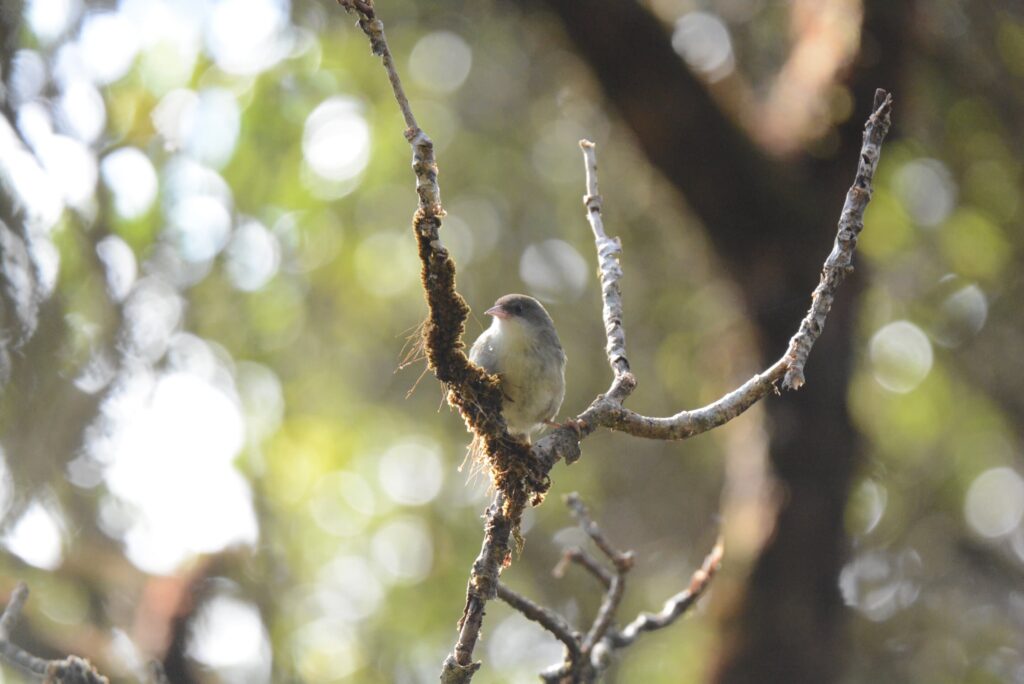 Why Some Birds Face Extinction: Insights from the University of Utah’s Study