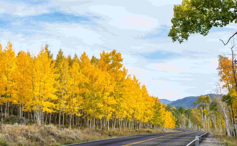 A Genetic Look at One of the World’s Oldest Trees: Utah’s Pando Forest