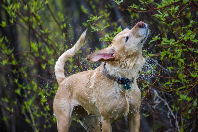 Understanding the Science Behind a Dog’s Shake: Insights into Mammalian Reflexes and Neural Mechanisms